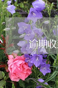 逾期收到司法局的短信 逾期收到司法局的短信