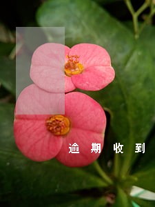 逾期收到平台恐吓信息怎么办