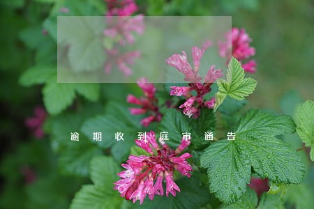 逾期收到庭审通告 逾期收到庭审通告