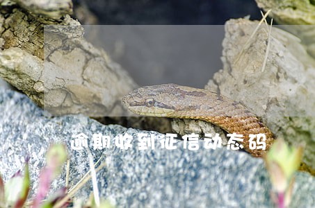 逾期收到征信动态码 逾期收到征信动态码
