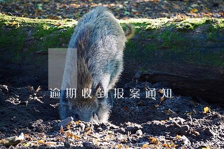 逾期收到报案通知 逾期收到报案通知