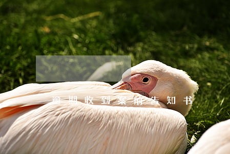 逾期收到案前告知书 逾期收到案前告知书