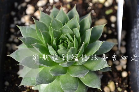 逾期收到短信法务告知是什么情况 逾期收到短信法务告知是什么情况