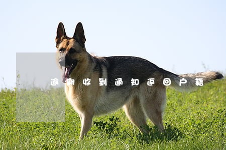 逾期收到通知返回户籍 逾期收到通知返回户籍
