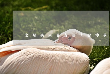 逾期收到青岛松青律师事务所短信 逾期收到青岛松青律师事务所短信
