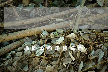 逾期收回租赁标的 逾期收回租赁标的