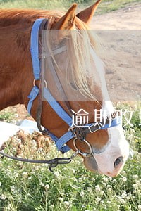 逾期收增值税 逾期收增值税