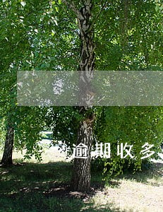 逾期收多少钱合法 逾期收多少钱合法