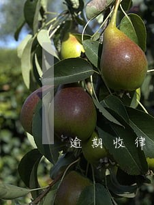 逾期收律师函代表什么 逾期收律师函代表什么