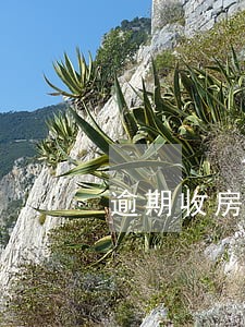 逾期收房业主需交物业费用吗 逾期收房业主需交物业费用吗