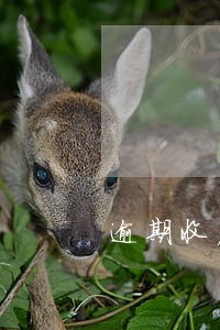逾期收房就视为自动收房 逾期收房就视为自动收房