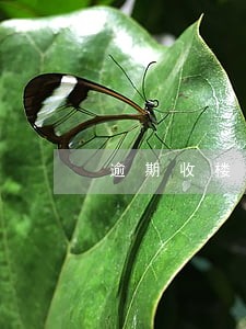 逾期收楼一般怎么赔偿 逾期收楼一般怎么赔偿