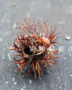 逾期收楼违约金 逾期收楼违约金