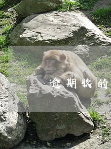 逾期收的违约金怎么说 逾期收的违约金怎么说
