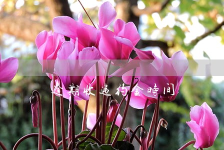 逾期收违约金时间