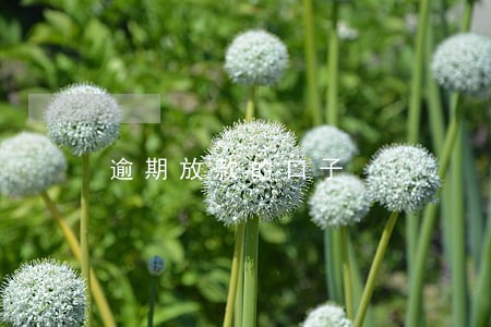 逾期放款的口子 逾期放款的口子