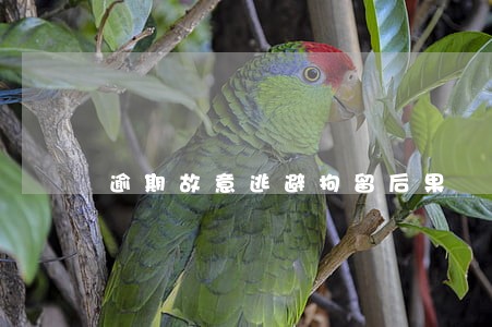 逾期故意逃避拘留后果 逾期故意逃避拘留后果