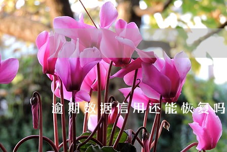 逾期数据信用还能恢复吗 逾期数据信用还能恢复吗