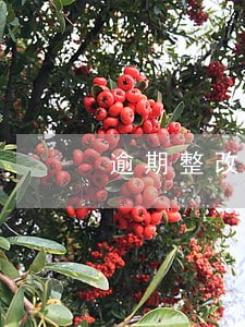 逾期整改通知书 逾期整改通知书
