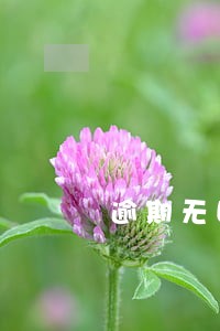 逾期无回访秒审核的口子 逾期无回访秒审核的口子