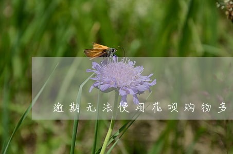 逾期无法使用花呗购物多久能恢复 逾期无法使用花呗购物多久能恢复