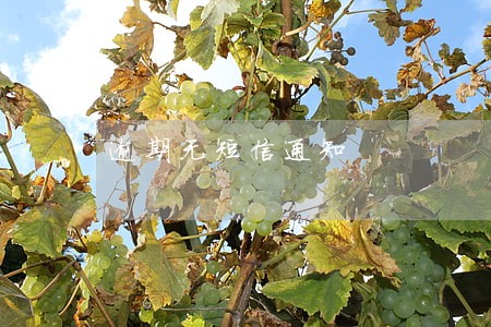 逾期无短信通知 逾期无短信通知