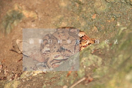 逾期日利率多少算合法 逾期日利率多少算合法