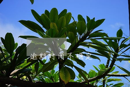 逾期时间不确定 逾期时间不确定