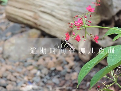 逾期时间在哪儿查询 逾期时间在哪儿查询