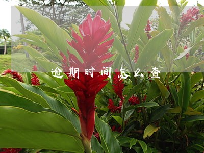 逾期时间怎么查 逾期时间怎么查