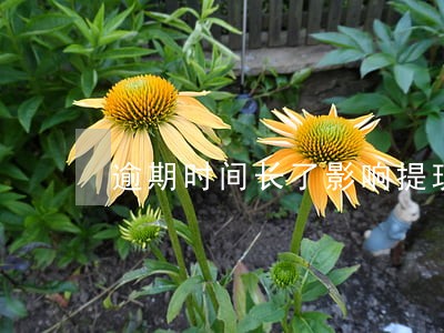 逾期时间长了影响提现吗