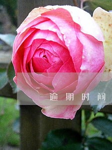 逾期时间长和逾期时间短 逾期时间长和逾期时间短