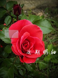 逾期明细如何查询 逾期明细如何查询