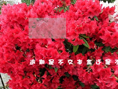 逾期是不交本金还是不交利息