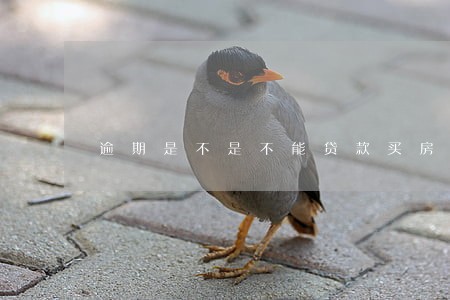 逾期是不是不能贷款买房子 逾期是不是不能贷款买房子