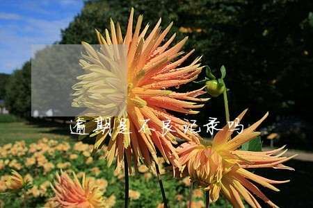 逾期是不良记录吗 逾期是不良记录吗