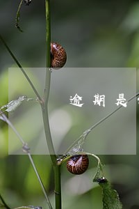 逾期是保信用卡还是网贷