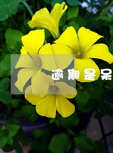 逾期是呆账吗 逾期是呆账吗