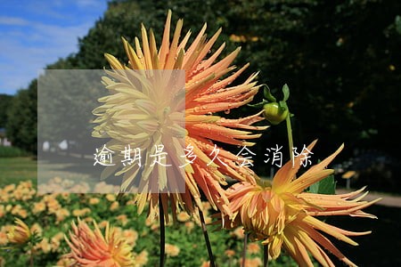 逾期是多久会消除