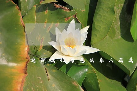 逾期是打紧急联系人还是通讯录 逾期是打紧急联系人还是通讯录