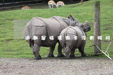逾期是指信用卡没有按时还款吗 逾期是指信用卡没有按时还款吗