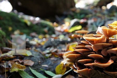 逾期是黑名单 逾期是黑名单