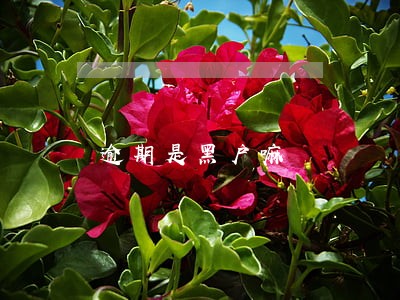 逾期是黑户嘛 逾期是黑户嘛