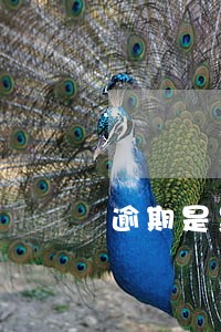 逾期是黑户马 逾期是黑户马