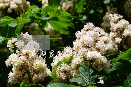 逾期显示只还本金 逾期显示只还本金