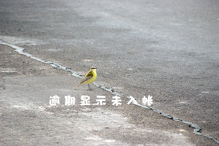 逾期显示未入帐 逾期显示未入帐