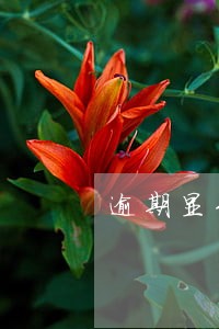逾期显示正常使用怎么办 逾期显示正常使用怎么办