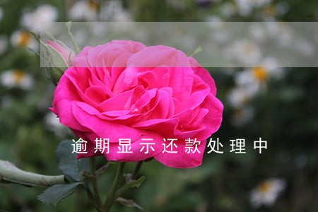 逾期显示还款处理中 逾期显示还款处理中