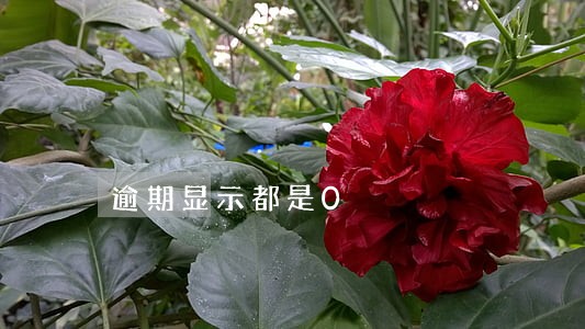 逾期显示都是0 逾期显示都是0
