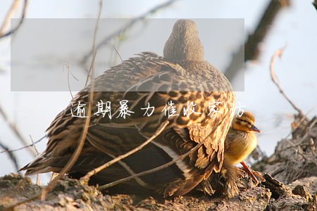 逾期暴力催收家访 逾期暴力催收家访